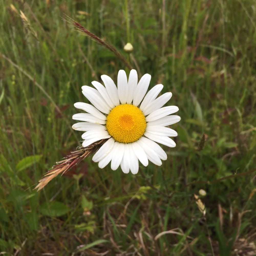 Meet your Posher, Lilac Lotus